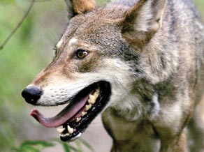 Protect Red Wolves