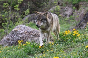 Wolves in Switzerland Are Protected