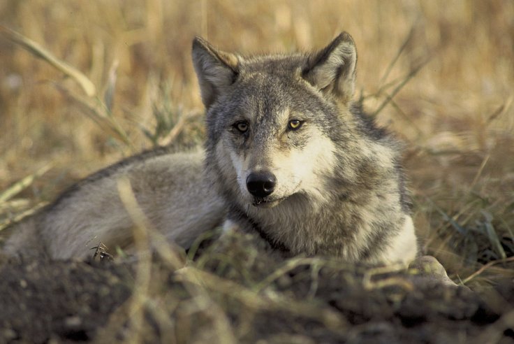 Restore Wolves to Colorado