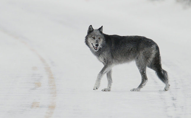 Protect Wyoming wolves