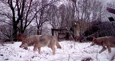 Chernobyl Wolves and Wildlife