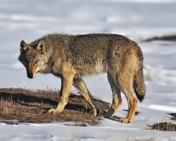 Mexican Red Wolf Statistics