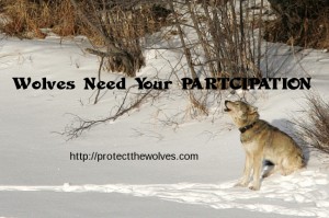 Protect Wolves around yellowstone