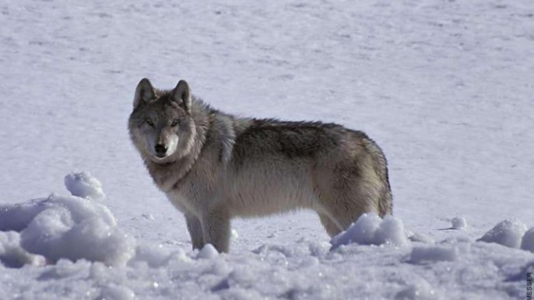 Montana to increase wolf permits