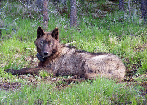 Protect Wolves in Denali