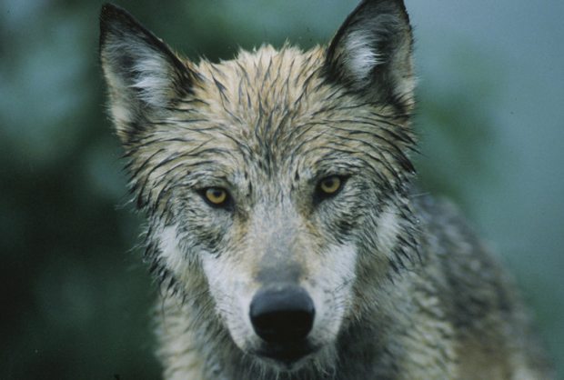 Protect Denali Wolves