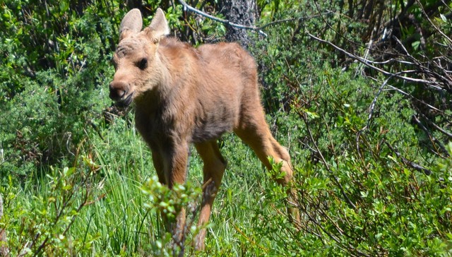 Officials Blow up Baby Moose