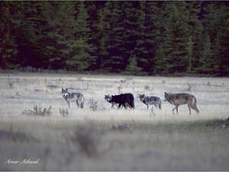 Protect All National Park Wolves