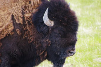Photo courtesy of Rich Glamann who is from Riverside, Mo. Glamann told FOX 4 he was vacationing Yellowstone in early May when he saw a buffalo attack a man. 
