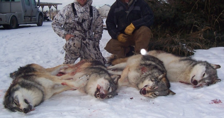 Stop the Alberta Wolf Cull