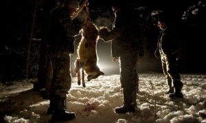 Hunters skin a wolf killed in a forest in the Ukraine. Humans have waged a long-standing war with large carnivores that kill livestock and threaten rural communities. Photograph: Vasily Fedosenko/Reuters