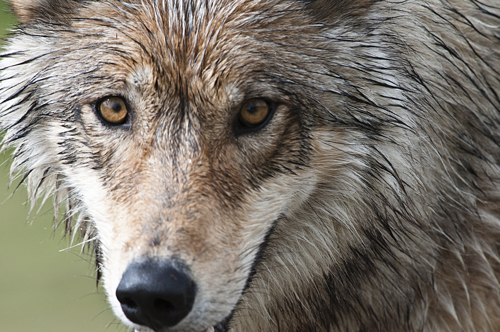 Protect Denali Wolves