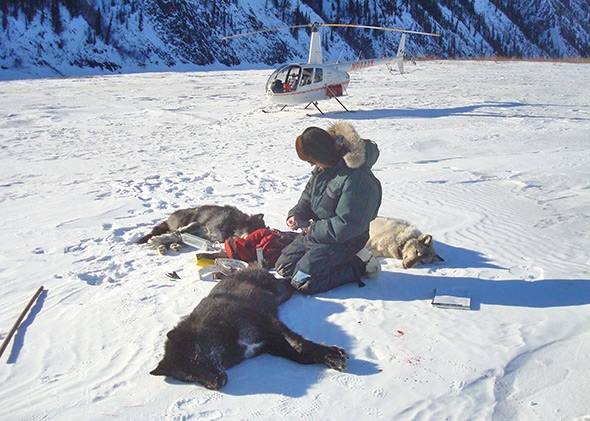Protect Wolves in Alaska