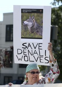 Save Denali Wolves