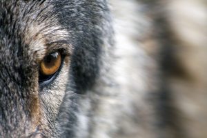 Montana Wolf Population