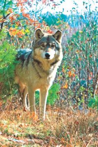 Wolves are necessary for a healthy Ecosystem