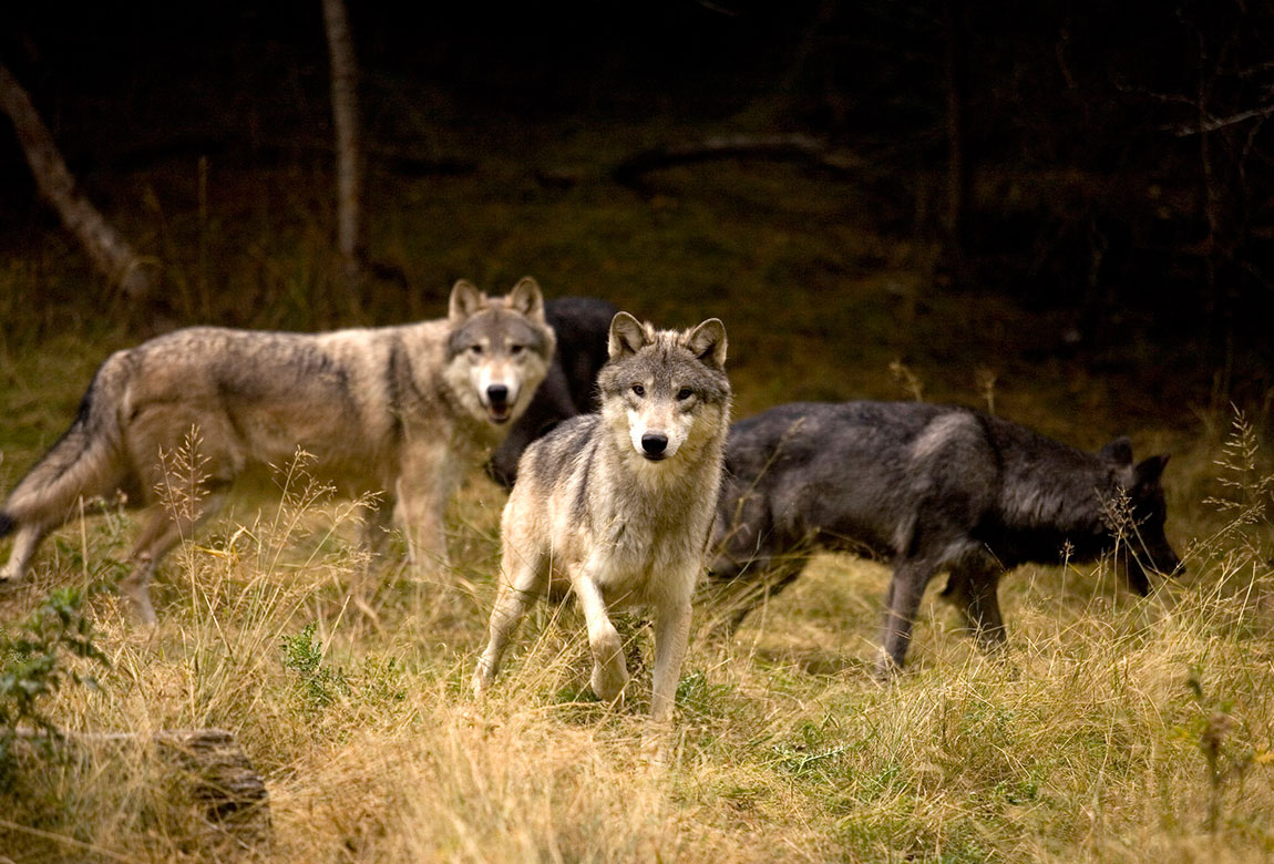 gray wolves should remain protected
