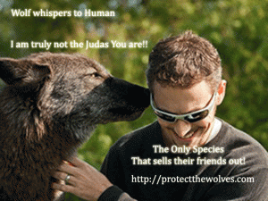 Judas Wolf poor representation