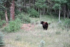 Wounded Bear near West Yellowstone