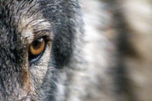 Wyoming doesnt deserve wolf Management