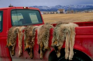Pelts from four gray wolves shot by United States federal officials in Montana hang over a truck. A new study weakens the theory that killing predators can help protect livestock.