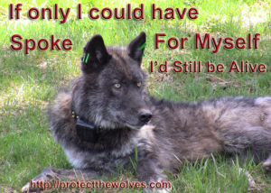 Support Protect The Wolves® Direct Action