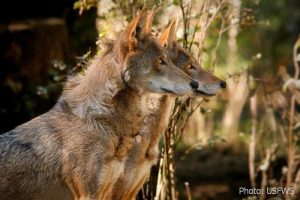 Red Wolves in The News
