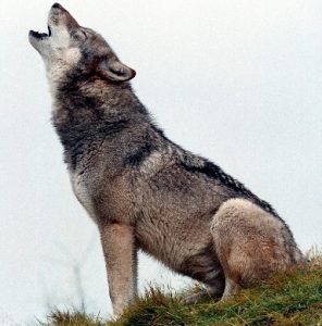 Don't Silence The Howl