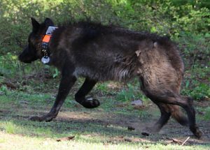 OR28. A 72 lb yearling female wolf from the Mt. Emily pack was captured and GPS collared on 6/7/2014. Photo courtesy of ODFW. More information. Download high resolution image.