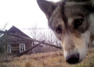chernobyl-wolf2-300x215-1