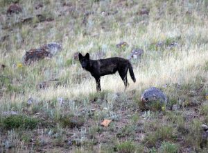 Protect Yellowstone Wolves