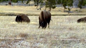 Protect Yellowstone Bison