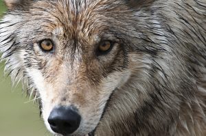 Protect Michigan Wolves