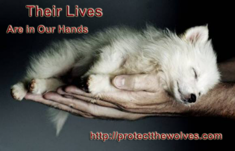 Protect The Wolves, wolves, wolf, Indian Trust, public trust doctrine