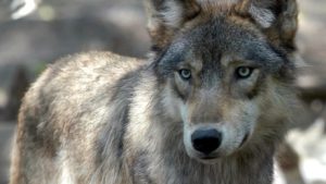 Protect Alberta Wolves
