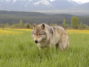 Protect Alberta Wolves from Use of Poision