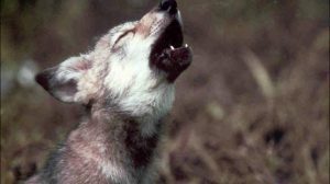 wolves,wolf, protect the wolves, native american religious 501c3, wolf protection organization
