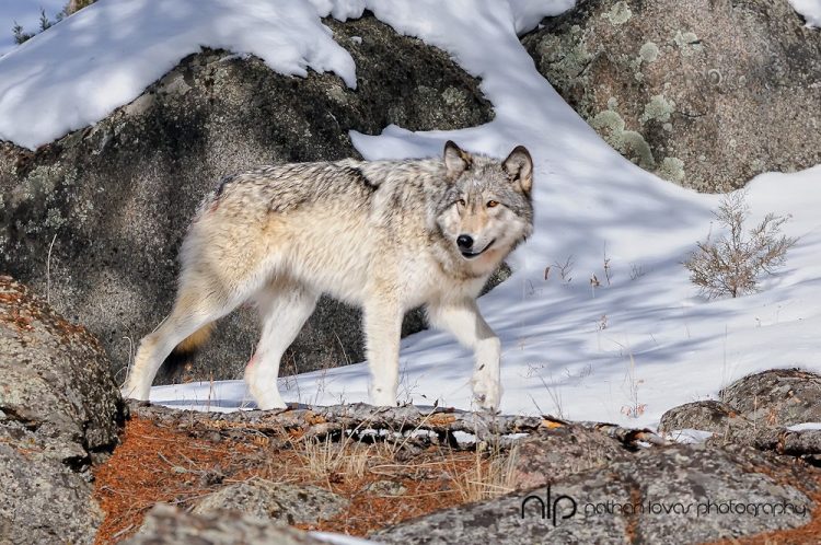 protect Yellowstone wolves, Leonardo DiCaprio Wolf Conservationist, Native American Religious nonprofit