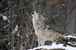 wolf, protect the wolves, wolves in the news, native american religious rights