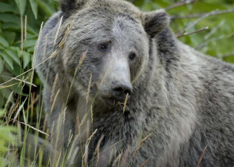 Protect Idaho Grizzly, protect idaho wolves