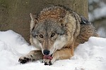 wolves, wolf, native american religious rights, native american religious 501c3, wolf protection organization