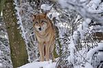 protect wolves in california, wolf, wolves, native american sacred species, Native American Religious 501c3