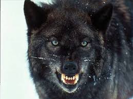 wolf, wolves, ban grazing allotments, protect the wolves, native american 501c3, native american religious voice for our wildlife 
