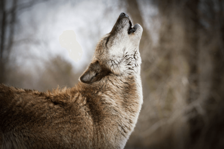 wolves, wolf, endangered species act, protect the wolves