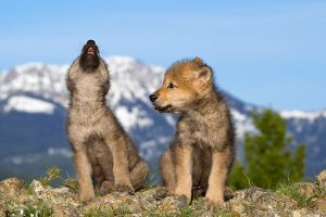 protect washingtons wolves, profanity peak pack, wolves, wolf, native american religious rights