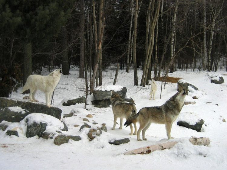 Wolves, wolf, wolf protection group, Native American Voice for Wolves, Native American Religious 501c3