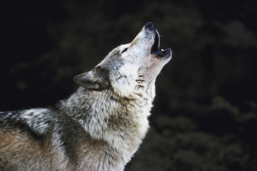 endangered species act, protect the wolves, wolf, wolves, native american religious nonprofit