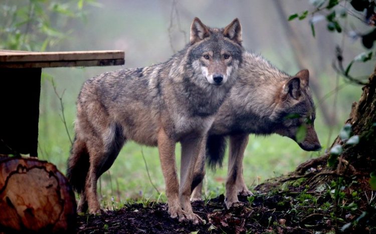 wolf protection group, Native American Voice for Wolves, Native American Religious 501c3, Wolves, wolf, 
