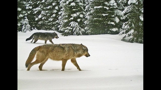 protect oregon wolves, protect the wolves, wolves, wolf