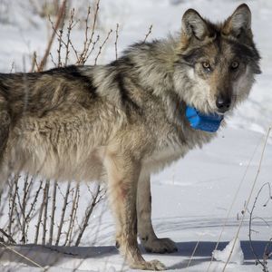 Protect mexican gray wolves, protect the wolves, wolves, wolf